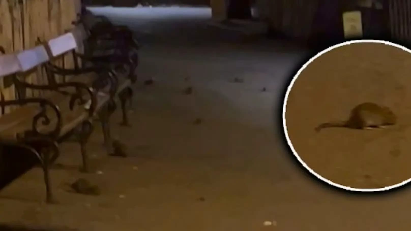 «Добро пожаловать в Вену»: турист снял нашествие крыс у Венской ратуши