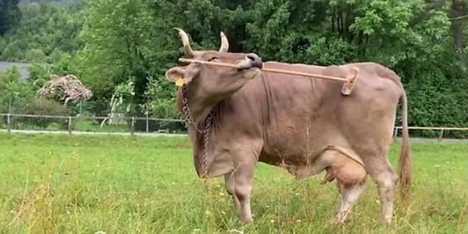 Гений в стойле: каринтийская корова Вероника поражает учёных умением пользоваться орудиями труда