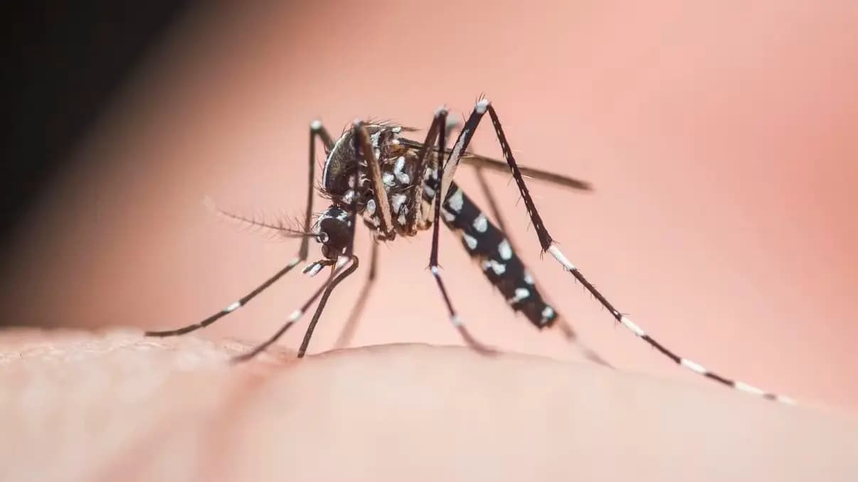 Яды бессильны: азиатские тигровые комары в Австрии мутируют и становятся опаснее