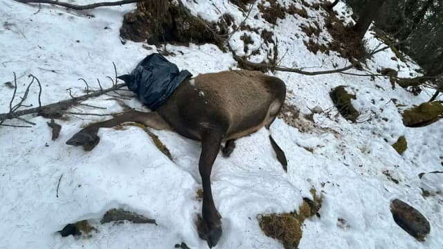 Шокирующая жестокость: кто оставил обезглавленного оленя  у дороги в Тироле?