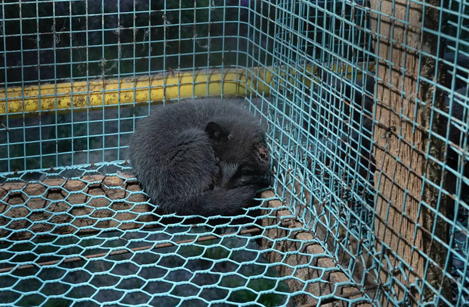 Конец эпохи меха: Как Европа в 2025 году сделала решительный шаг к запрету