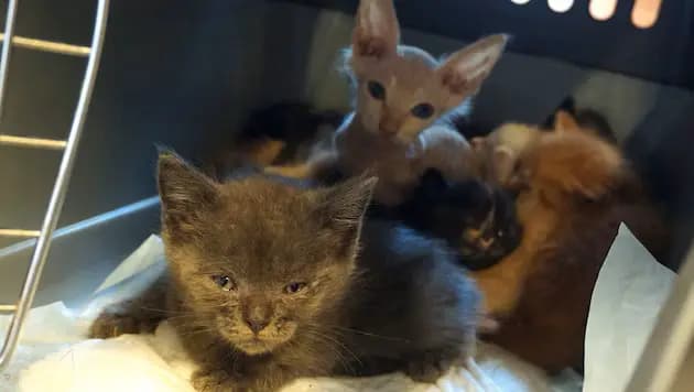 62 кошки в клетке вместо квартиры: тёмная сторона ложной любви к животным в Австрии