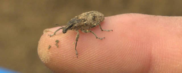 Неуязвимые захватчики: от клещей до слизней — вредители остаются угрозой даже после суровой зимы