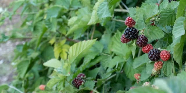 Ежевичная западня: в Австрии спасли россиянина, замерзавшего в кустах после падения