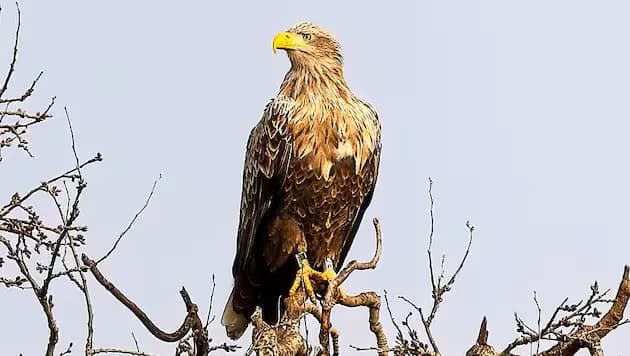 Чудо природы: старейший орлан Австрии продолжает гнездиться в Бургенланде